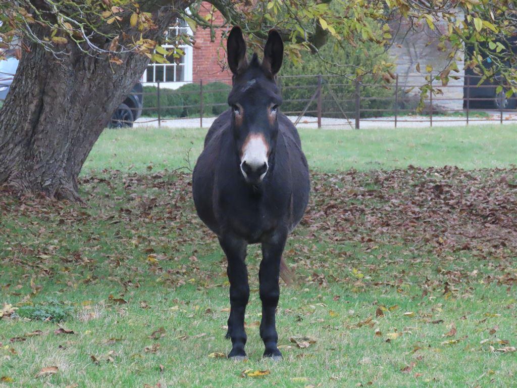 donkey3