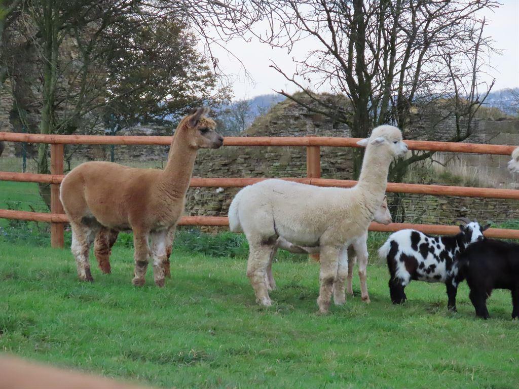 alpacas2