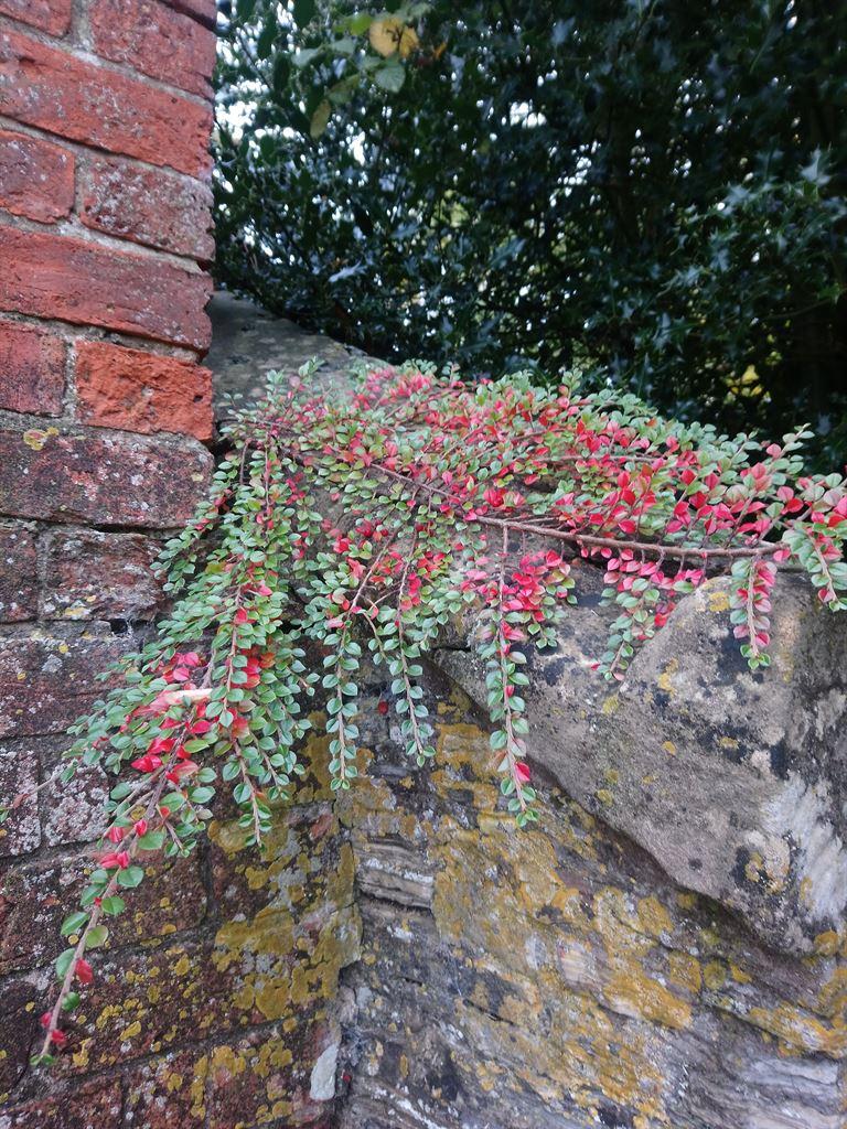 wall1