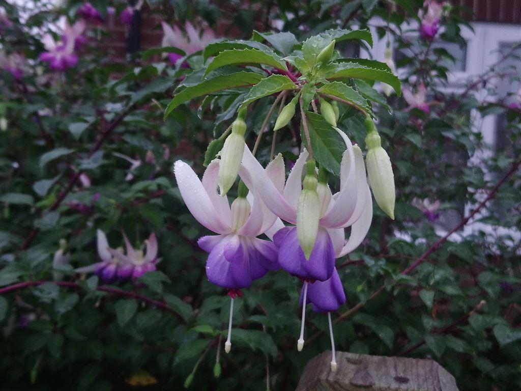 fuchsia
