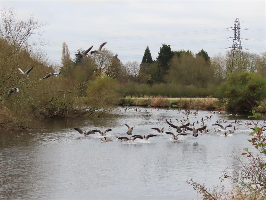geese1