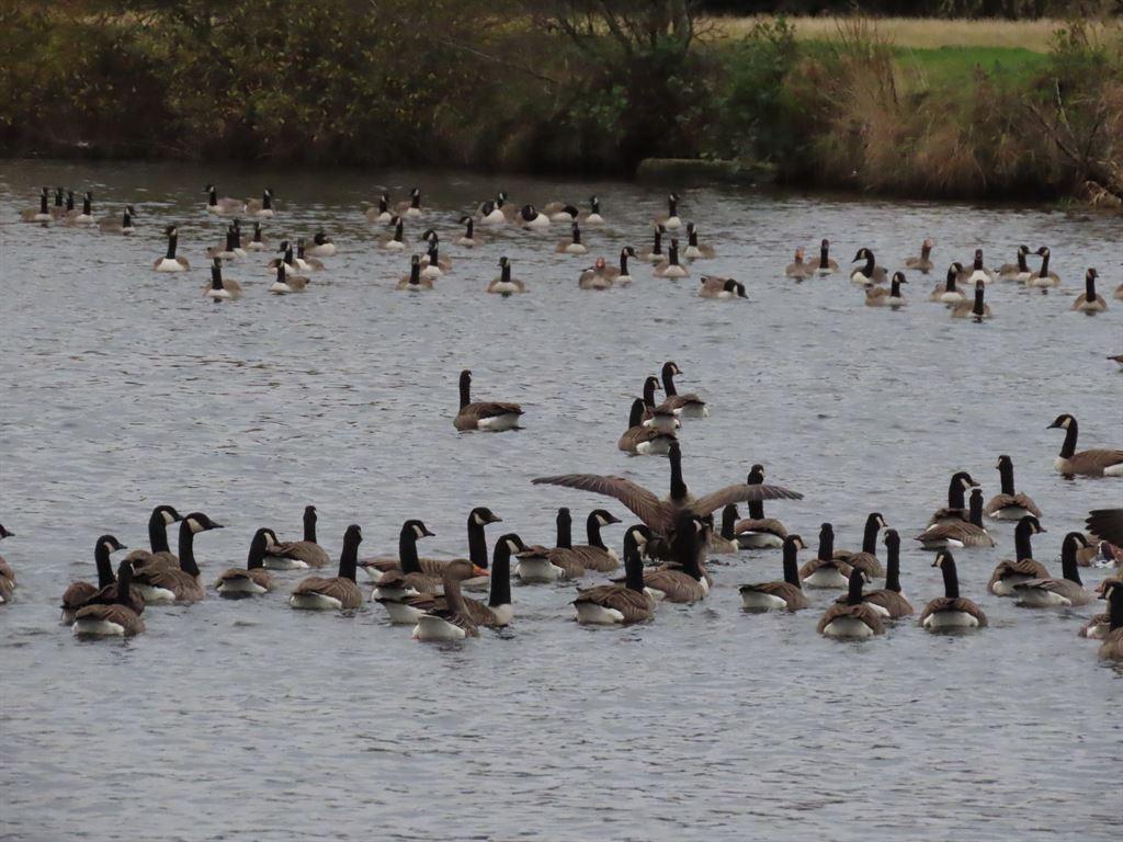 geese3