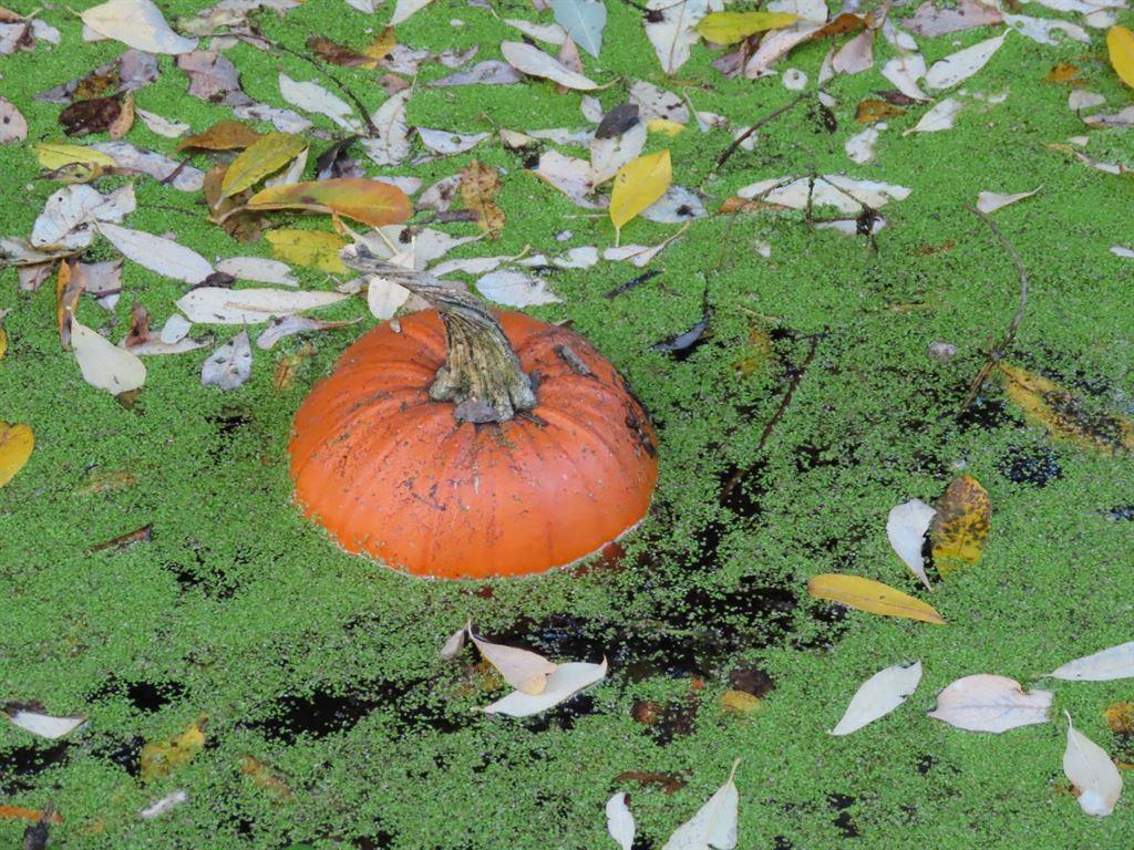 pumpkin