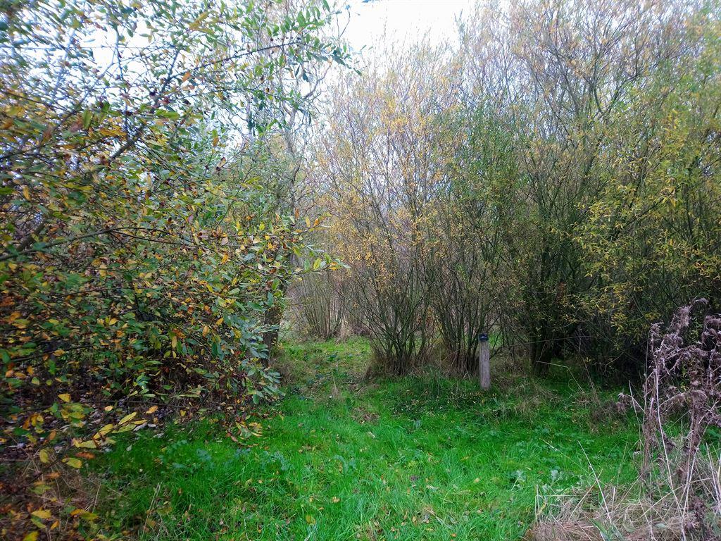 willow1