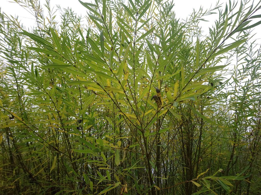 willow2