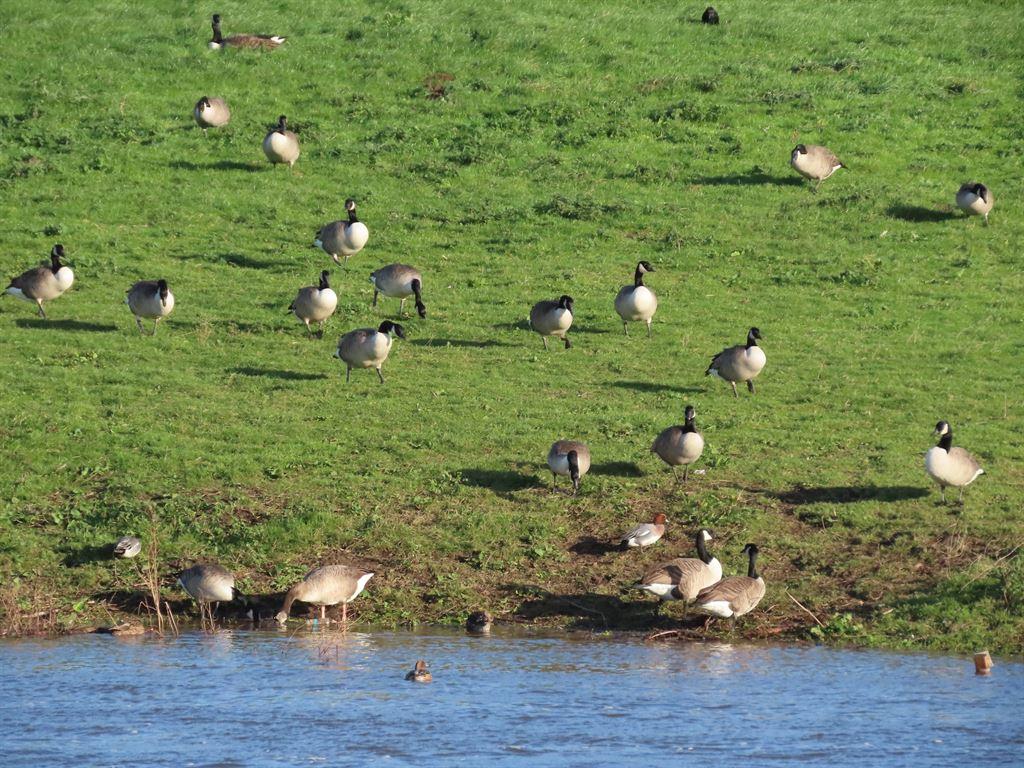 geese