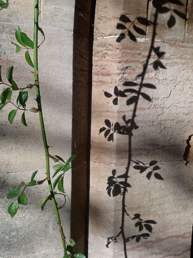 shadows