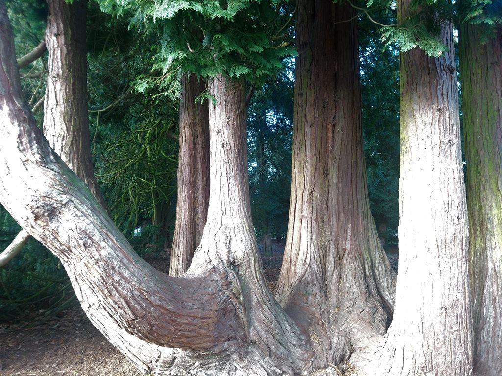 trees1