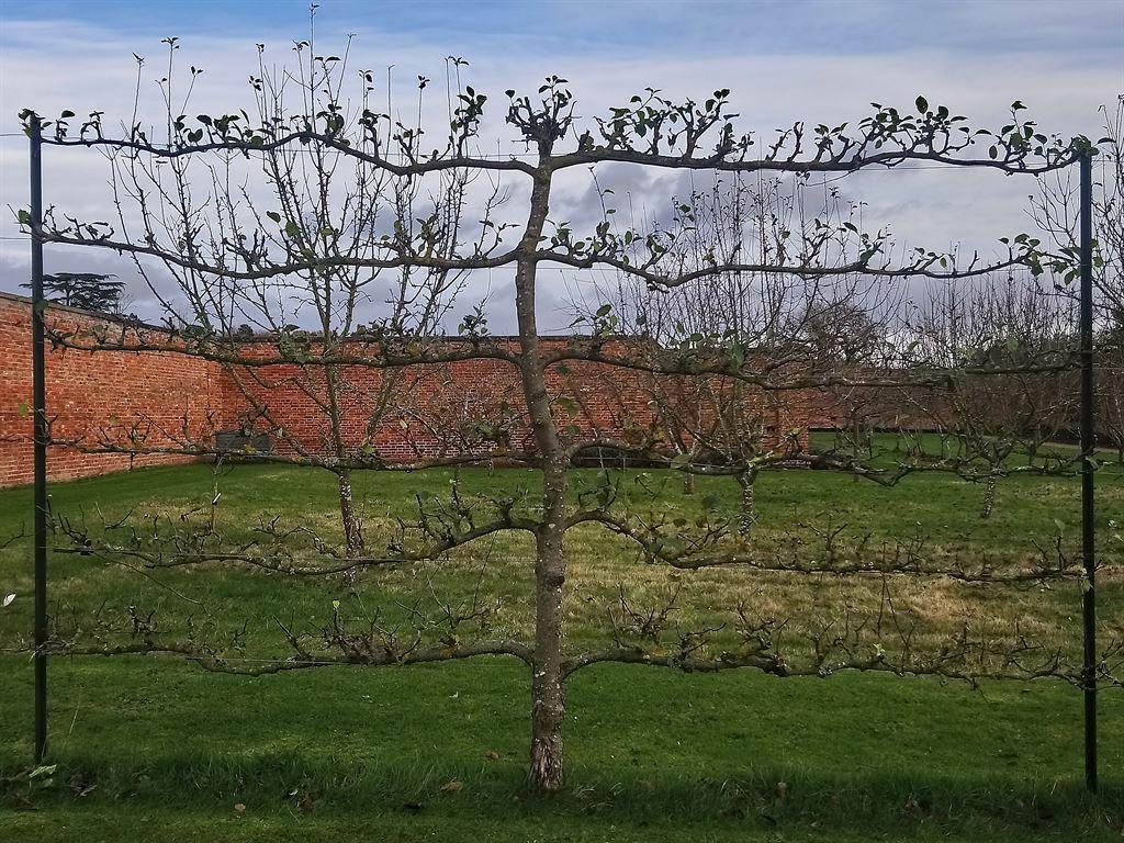 vines1