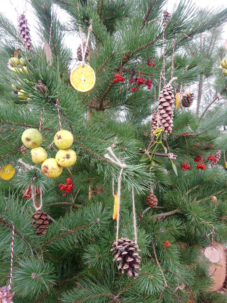 tree1