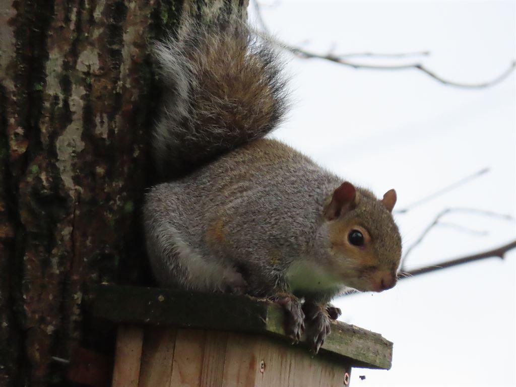 squiggle