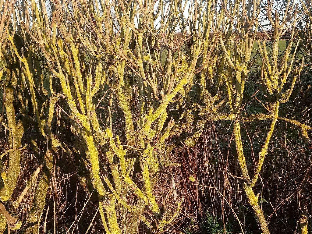 lichen