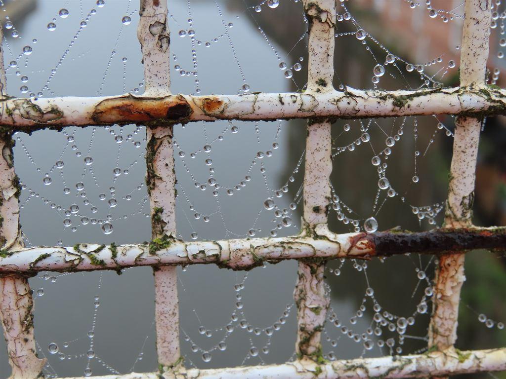 webs