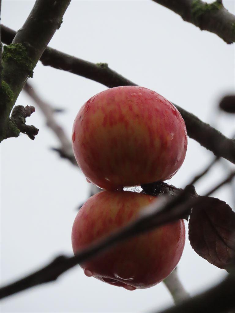 apples2