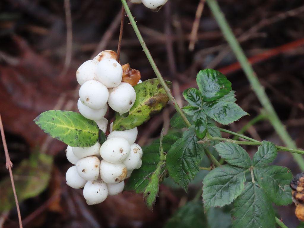 whiteberries