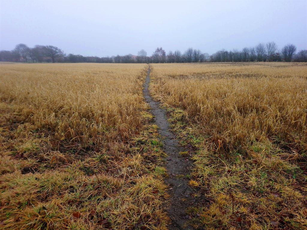 yellowfield