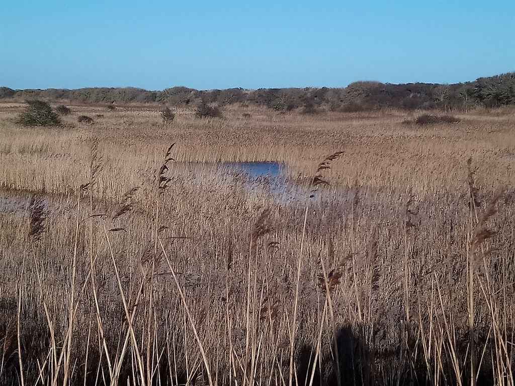 reeds