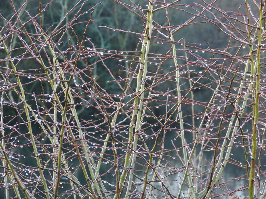 drops