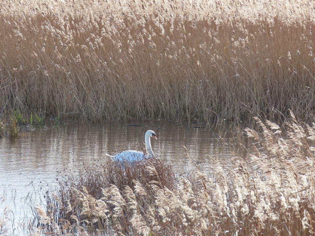 swan