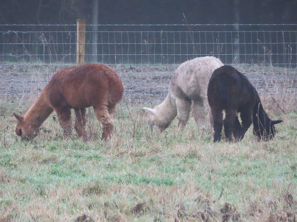 llamas1