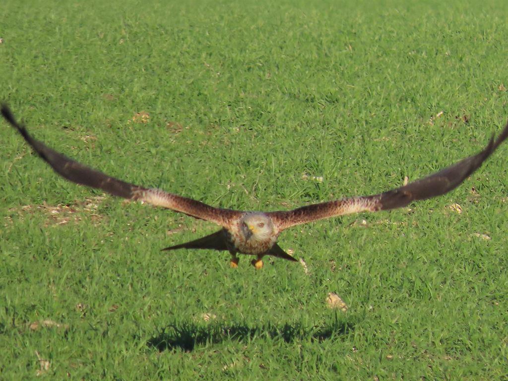eagle