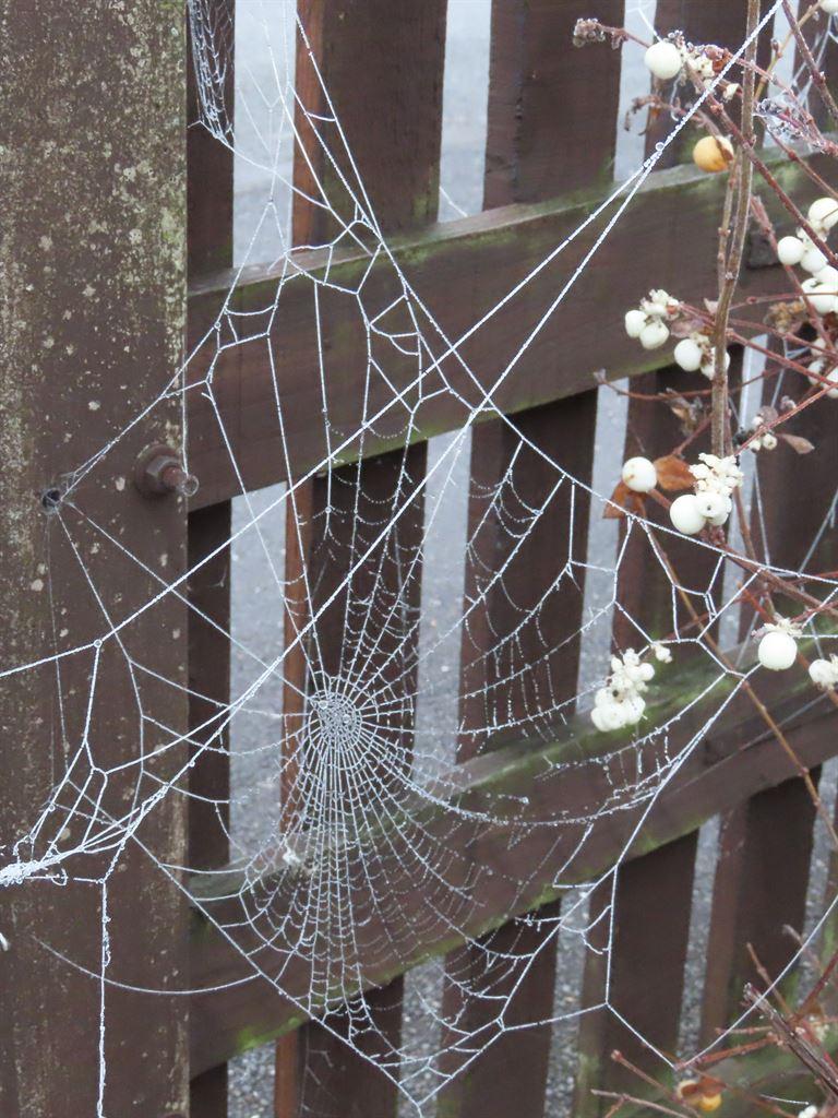 web1