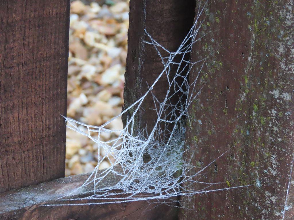 web4