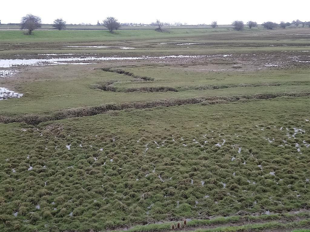 saltmarshes1