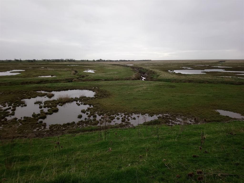 saltmarshes2