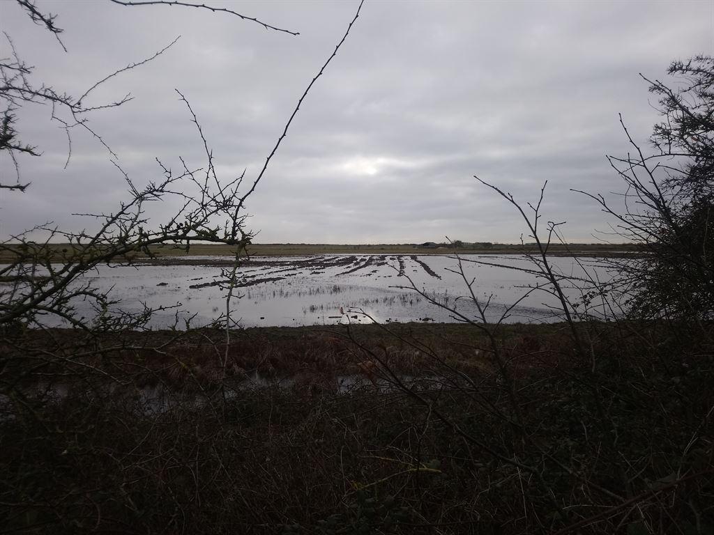 marshes