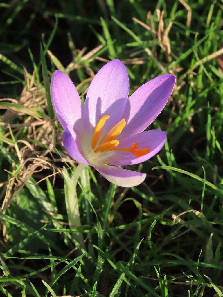 crocus