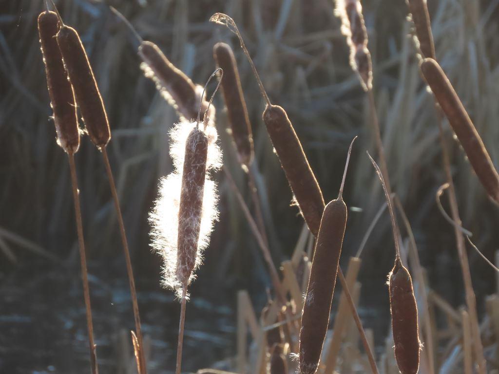 bullrush2