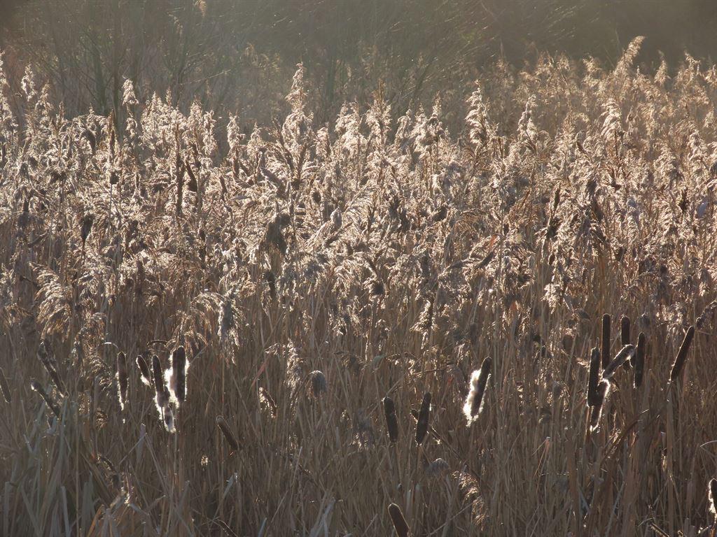 bullrush3