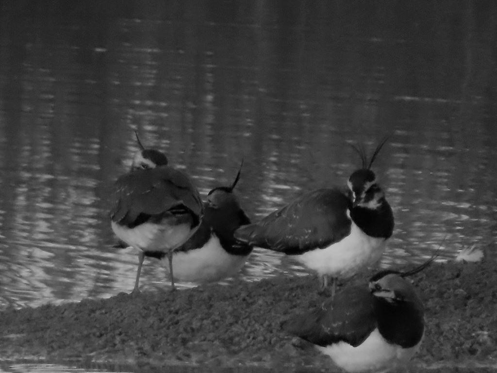 lapwings