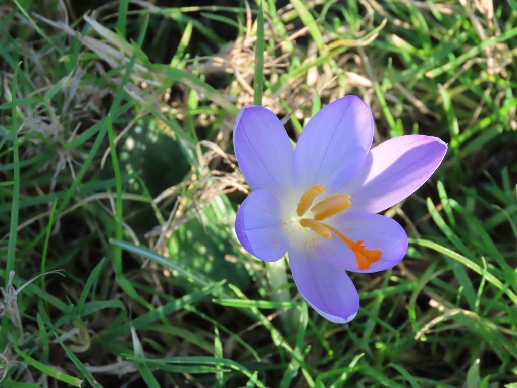 crocus