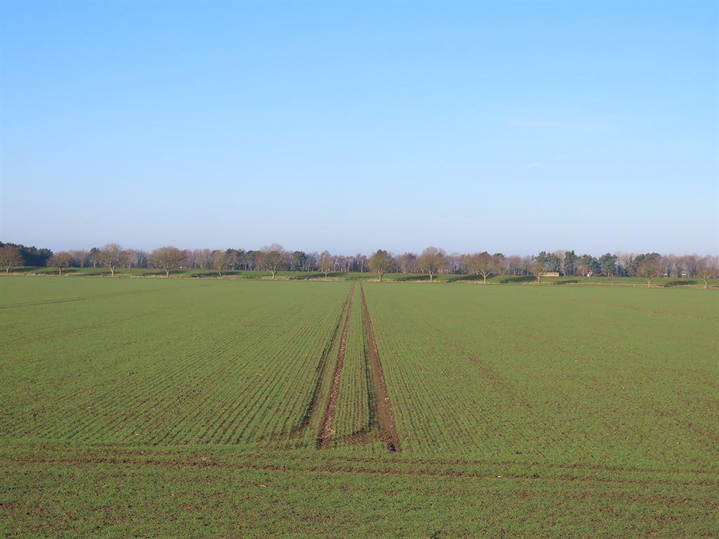 field