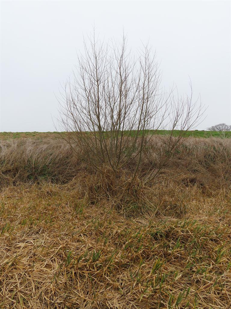 bush