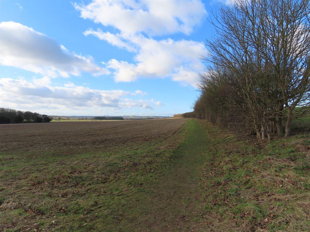 hedge