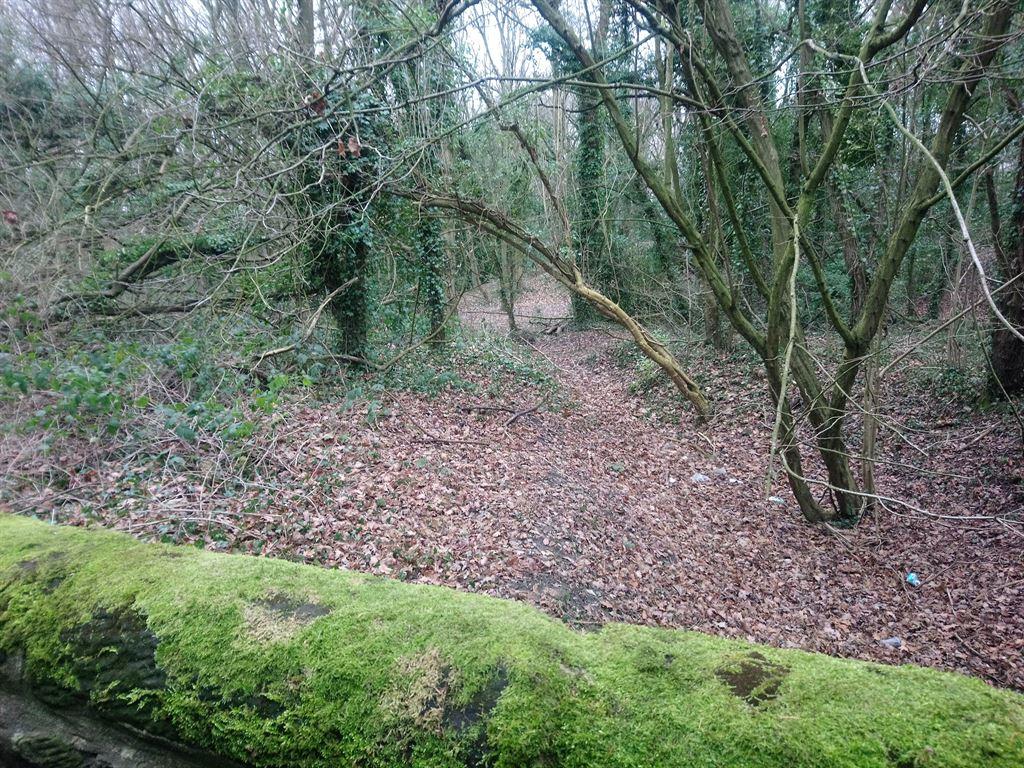 moss2