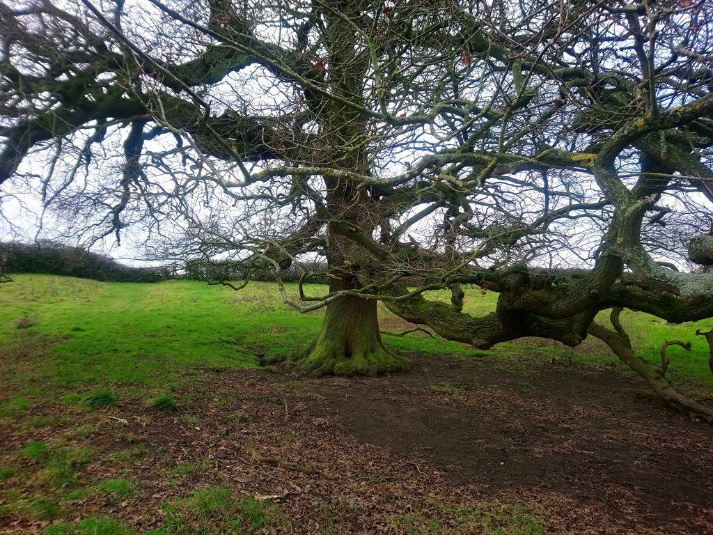 bigtree