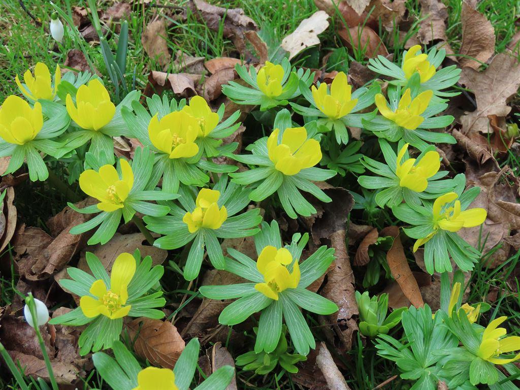 aconites
