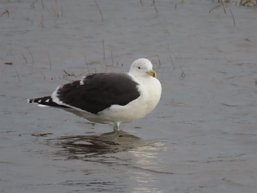 gull1