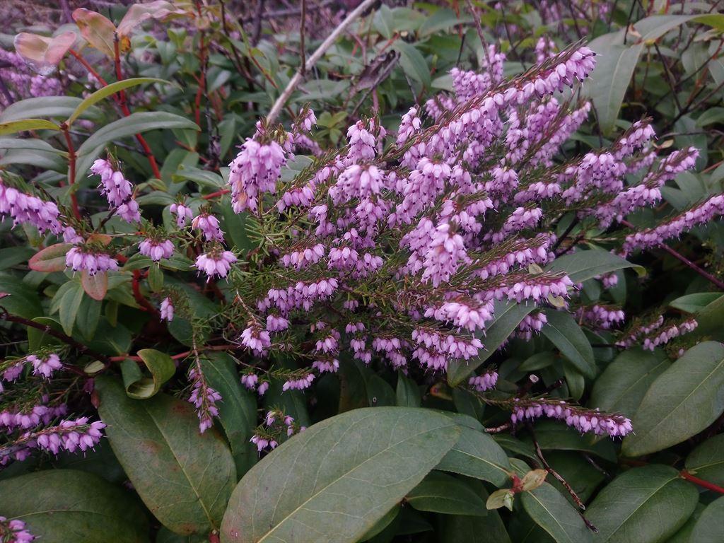 heather1