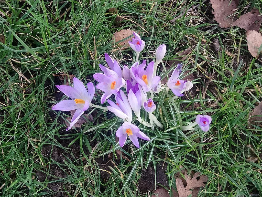 crocuses
