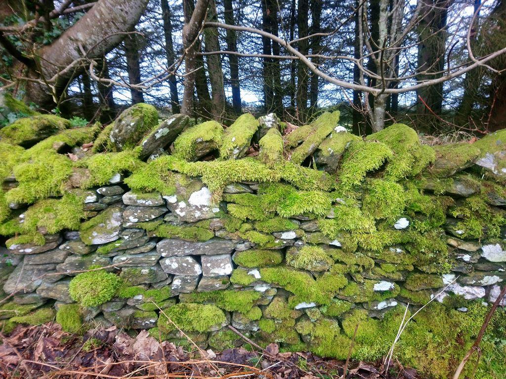 moss
