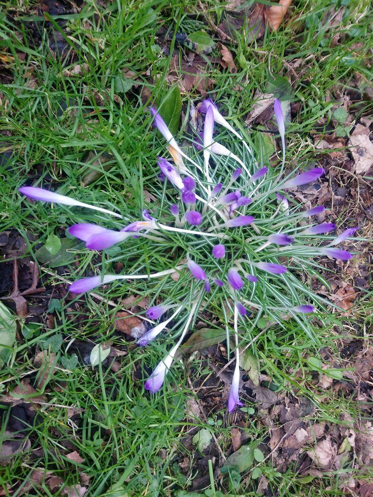 crocusbunch1