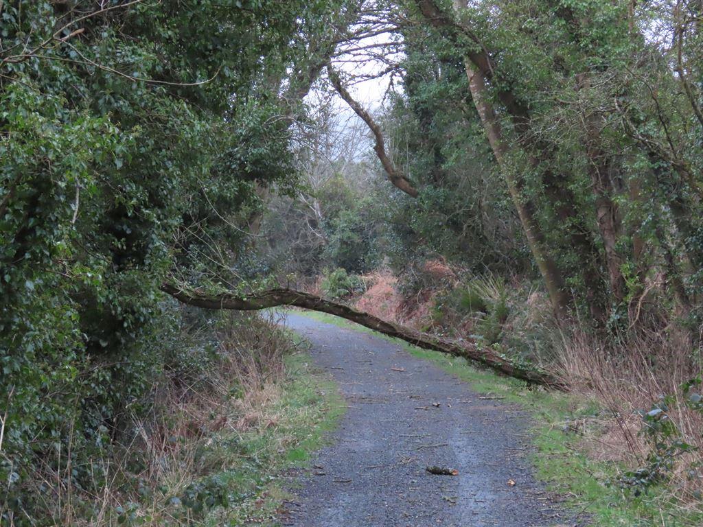 treedown