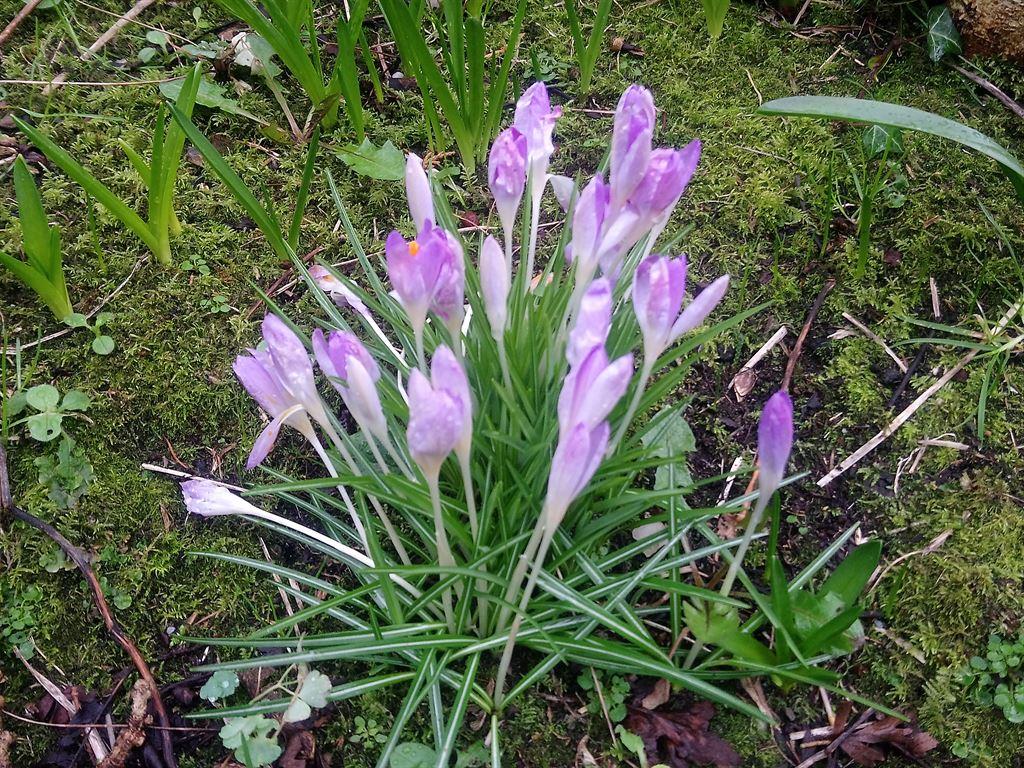 crocusbunch2