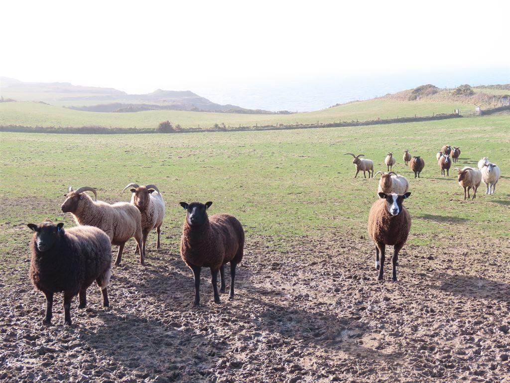 fieldsheep1