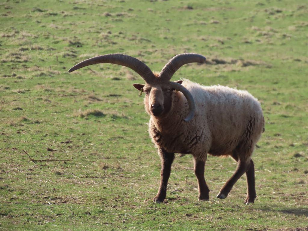 fieldsheep2